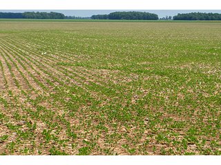Property photo 26 - LAND AUCTION - 700+/- ACRES OFFERED IN 16 TRACTS IN ALLEN COUNTY, INDIANA